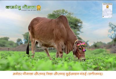 विश्व की 54 इंच लंबी पूँछ वाली एवं वर्ल्ड रिकॉर्ड से अलंकृत पूज्य कामधेनु माता "सौम्या" का आज रात्रि 2:27 बजे, लगभग 23 वर्ष की आयु में मनोहर गौशाला, खैरागढ़ में संथारापूर्वक देवलोक गमन हुआ।
